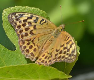 cardinal.1701 corsica