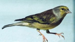 Carduelis_corsicana[1]_01