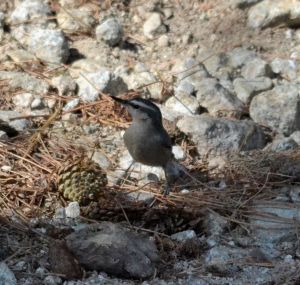corsican nuthatch.1702