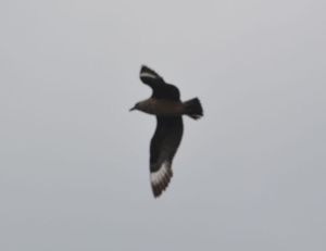 great skua.1701 farmoor reservoir