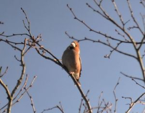 hawfinch.1702 great hampden