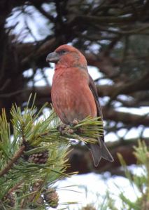 parrot crossbill_01.1715 wishmoor bottom.