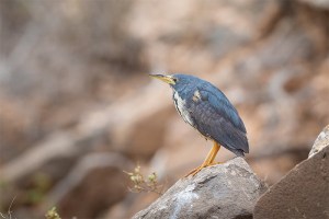 dwarf bittern.1701 fuerteventura
