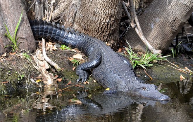 american alligator.1841 big cypress