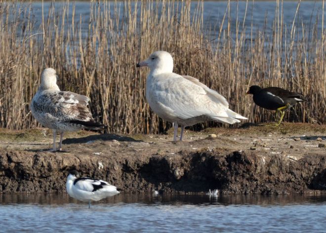 glaucous gull.1807 lodmoor
