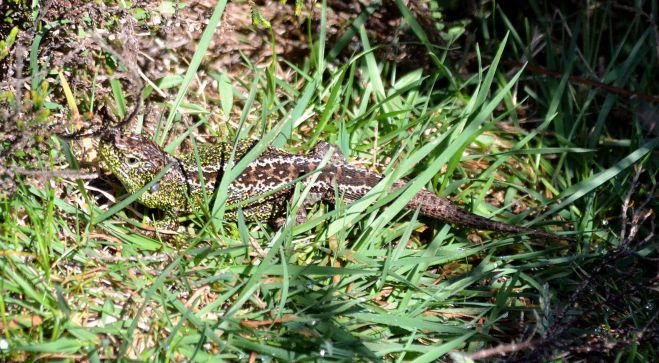 sand lizard.1801 frensham common
