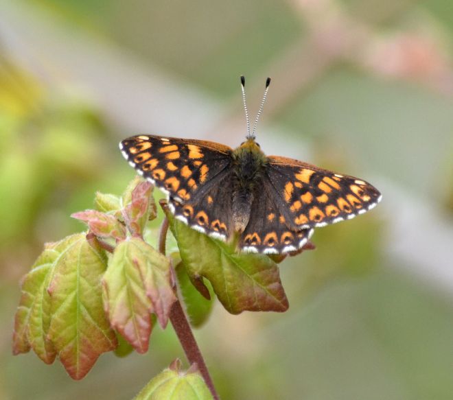 duke of burgundy.1802 noar hill