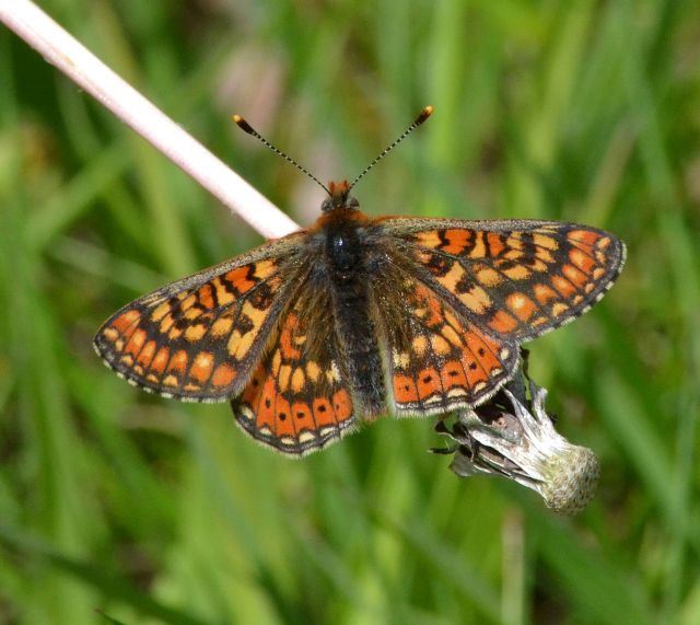 marsh fritillary.1803_01 battlesbury hill