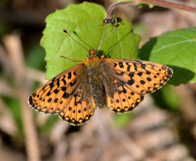 pearl-bordered fritillary.1801_01 rewell wood