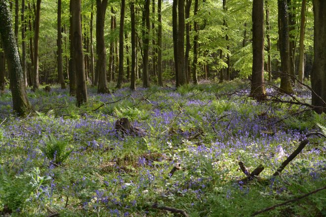rewell wood.1801 bluebells