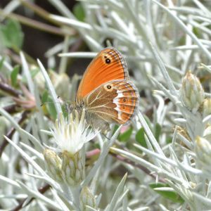 corsican heath.1801 asinara