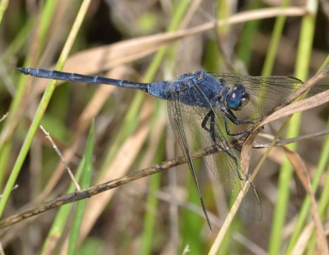 long skimmer.1802 lago baratz