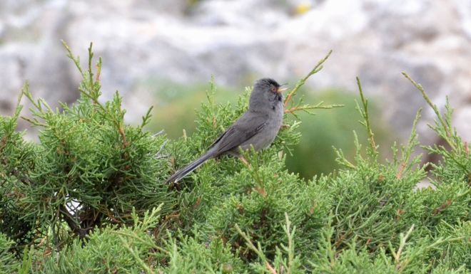 marmora's warbler.1801 san pietro