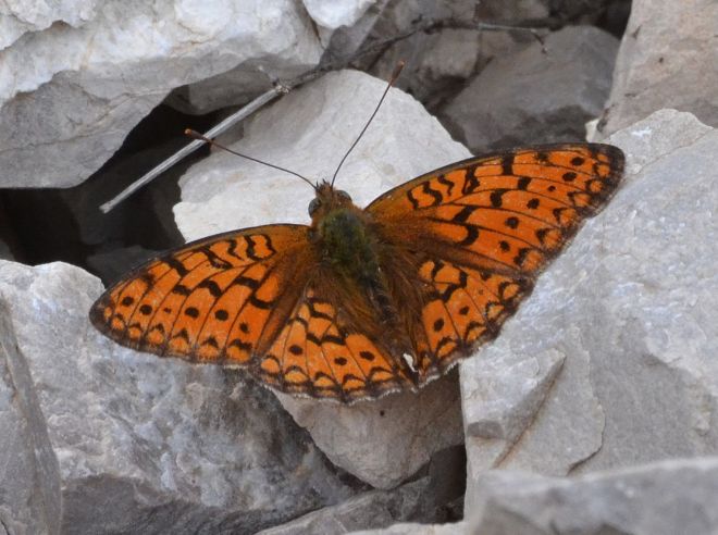 niobe fritillary.1803 mt parnassos