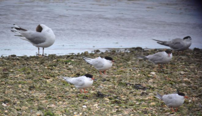 roseate tern.1801 hill head