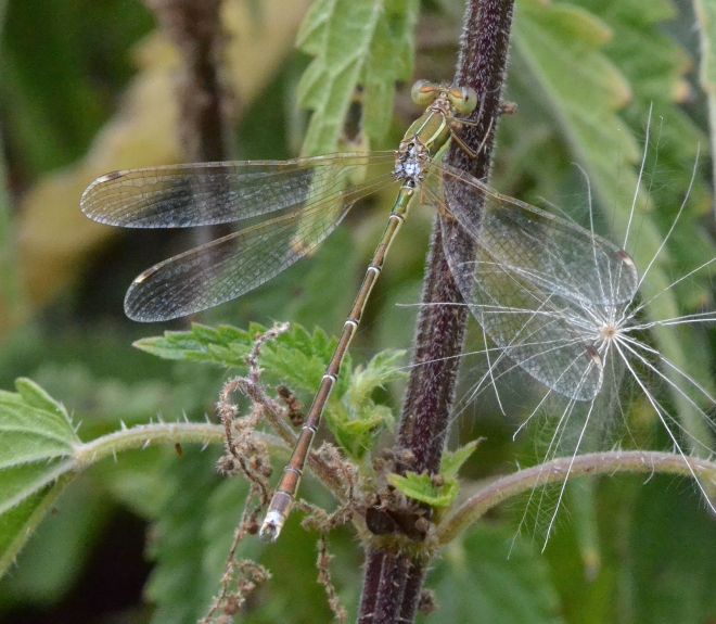 southern emerald.1803 beaconsfield