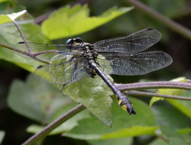 turkish clubtail.1802 kalavrita