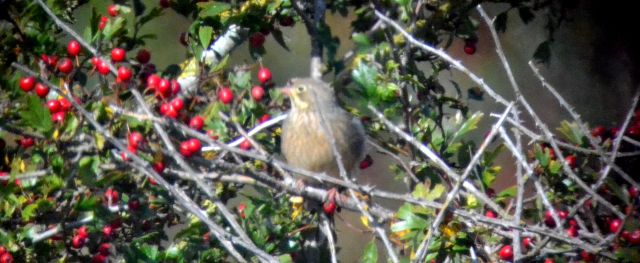 ortolan bunting.1804_01 ports down hill