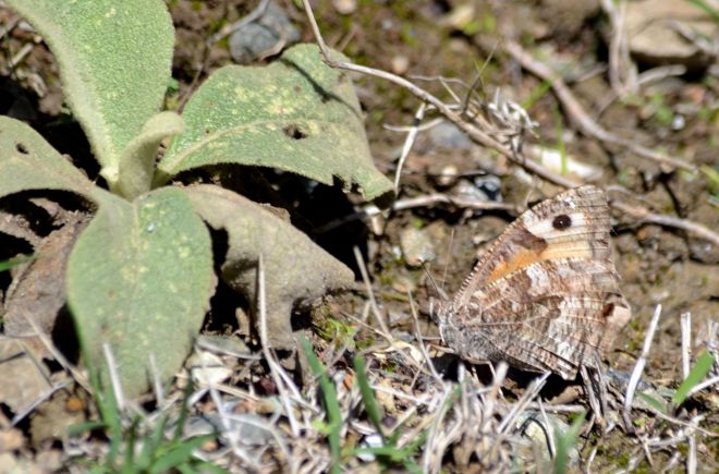 cretan grayling.1804 levka ori