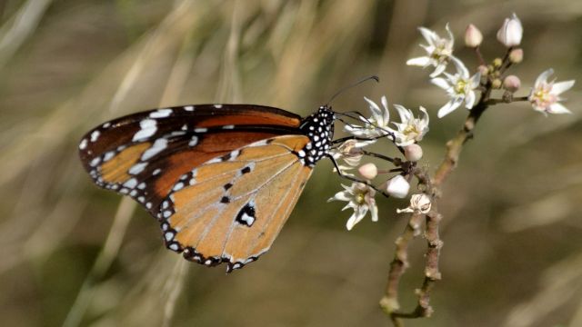 plain tiger.1811_01 georgioúpoli