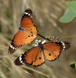plain tiger.1813 georgioúpoli