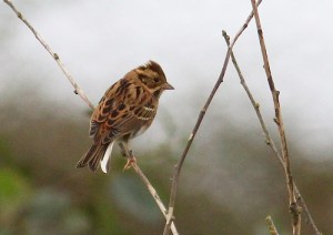 rustic bunting