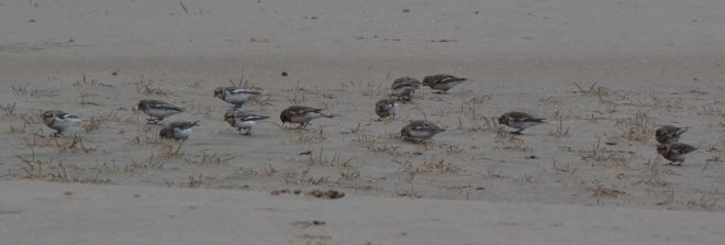 snow bunting.1808 holkham