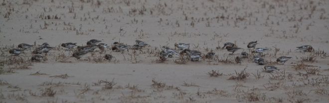 snow bunting.1810 holkham