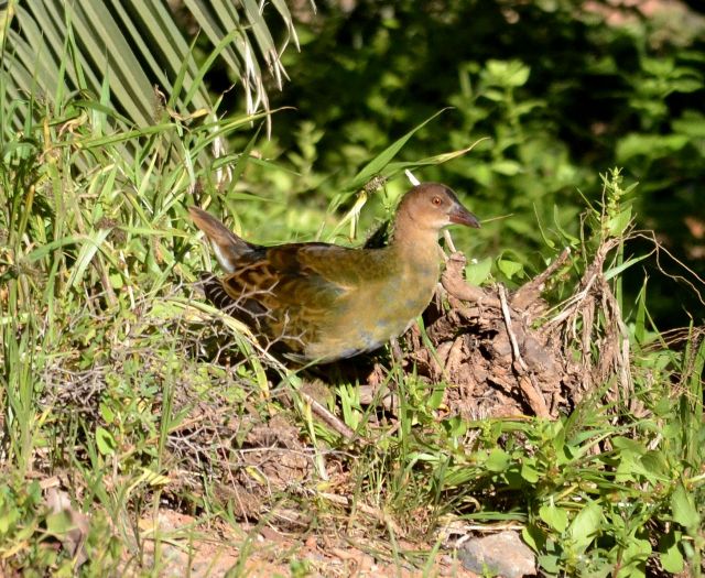 allen's gallinule.1901_01 costa calma