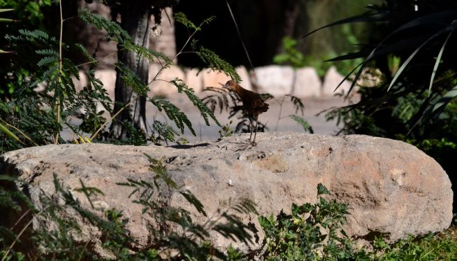 allen's gallinule.1908 costa calma