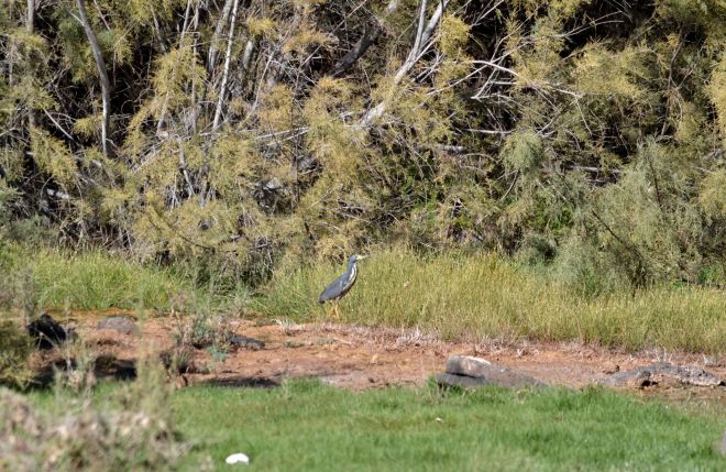 barranco de rio cabras.1901 with dwarf bittern