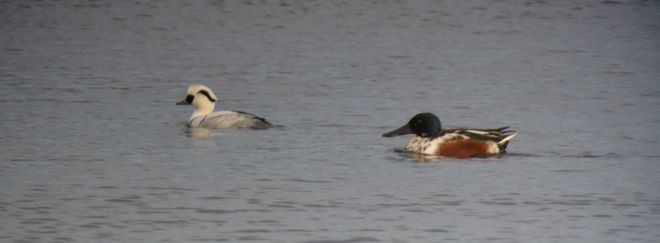 smew.1903 kemerton lake
