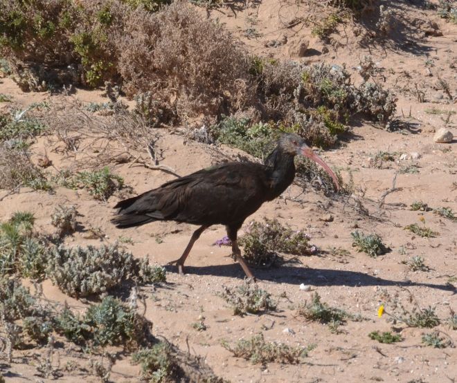 bald ibis.1907 tamri