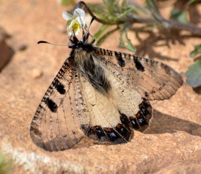false apollo.1901 potamos valley