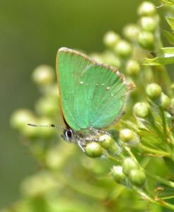green hairstreak.1904 linky down
