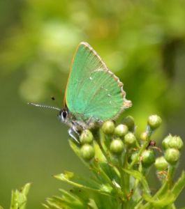 green hairstreak.1906 linky down