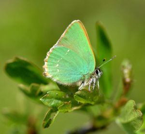 green hairstreak.1908 linky down