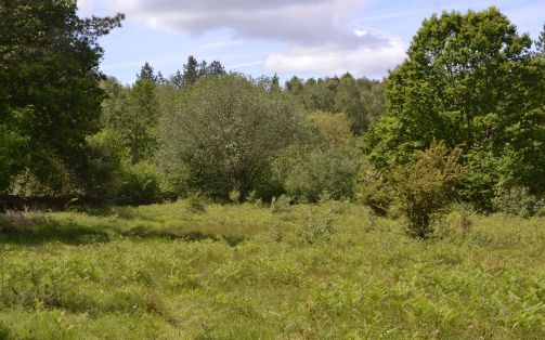 bentley wood.1901 eastern clearing