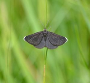 chimney sweeper.1901 wyre forest