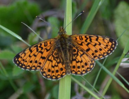 small pearl-bordered fritillary.1908_01 bentley wood