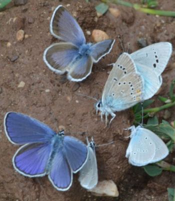 anatolian green-underside blue.1901_01 top right emli valley