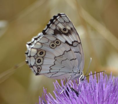 balkan marbled white.1903 turkey