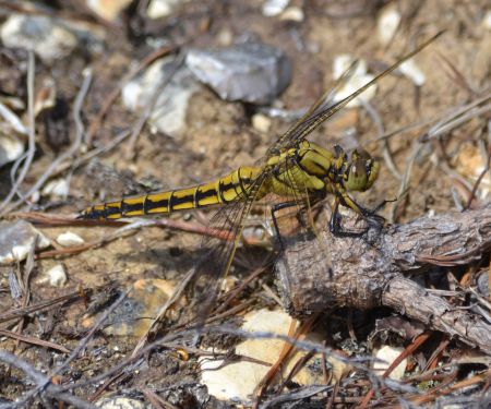 black-tailed skimmer.1901 imm decoy heath