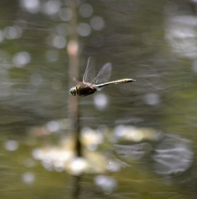downy emerald.1901 barton fields