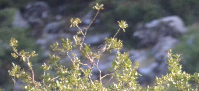 eastern orphean warbler.1901_01 akseki