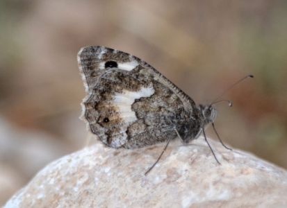 eastern rock grayling.1901 turkey