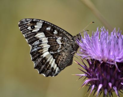 great banded grayling.1901 turkey
