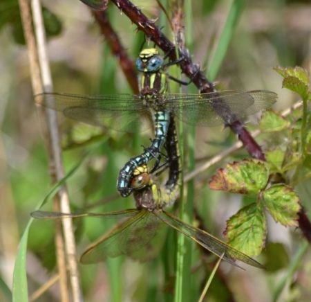 hairy hawker.1910_01 mating pair radley gp