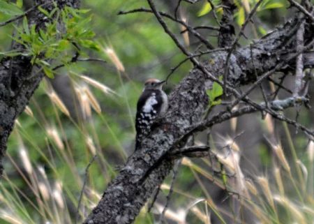 middle spotted woodpecker.1901_01 akseki
