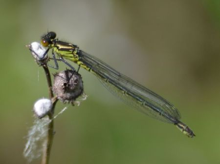 red-eyed.1908 imm radley gp